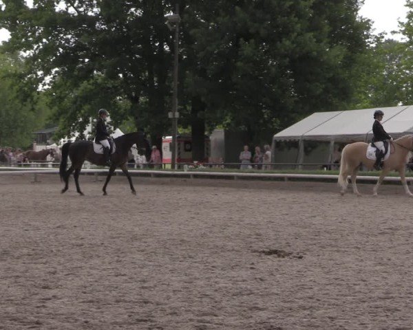 Reitturnier Hamm-Rhynern 2025