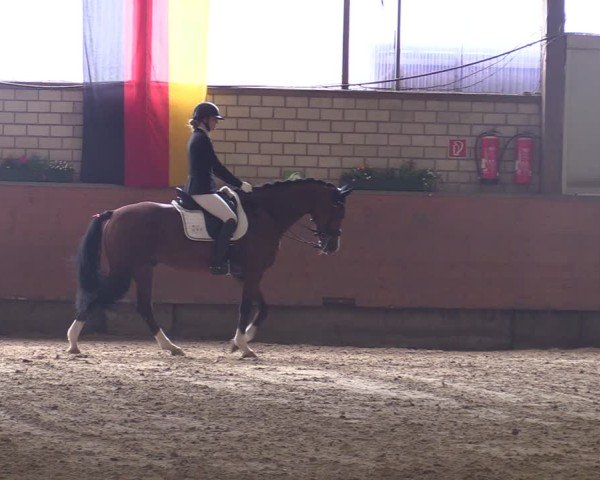 Reitturnier Hellefeld 2025