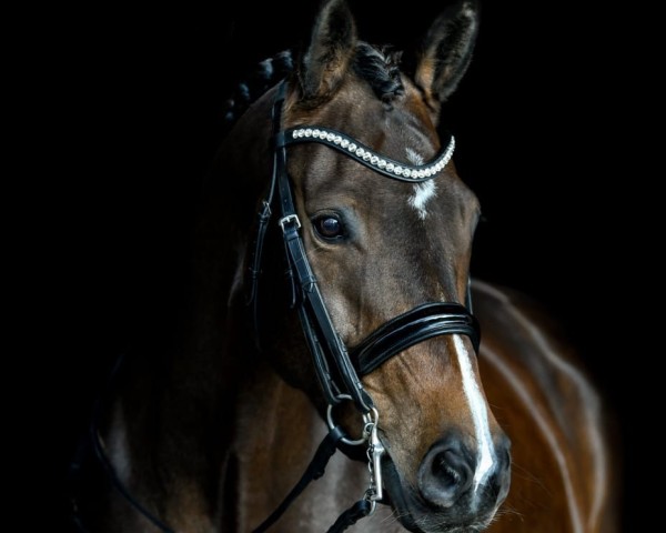 dressage horse Hex Hex M (Hanoverian, 2011, from Herzensdieb)