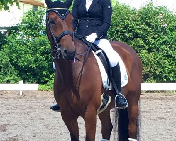 dressage horse Duncan (Oldenburg, 2011, from Danone 4)
