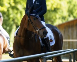 dressage horse Esterhazy CL (Hanoverian, 2019, from Escolar)