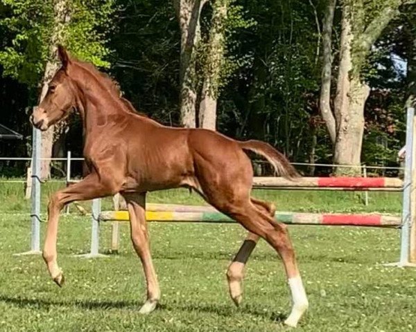 Pferd Fürst Neuseriem (Hannoveraner, 2020, von Finnigan)