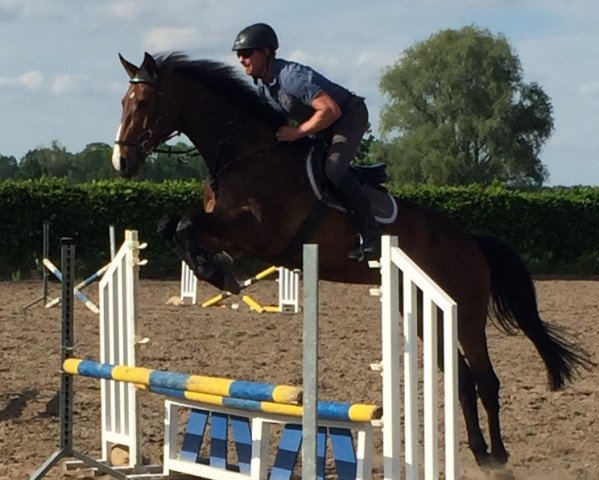 jumper Grace 454 (German Sport Horse, 2012, from Grey Top)