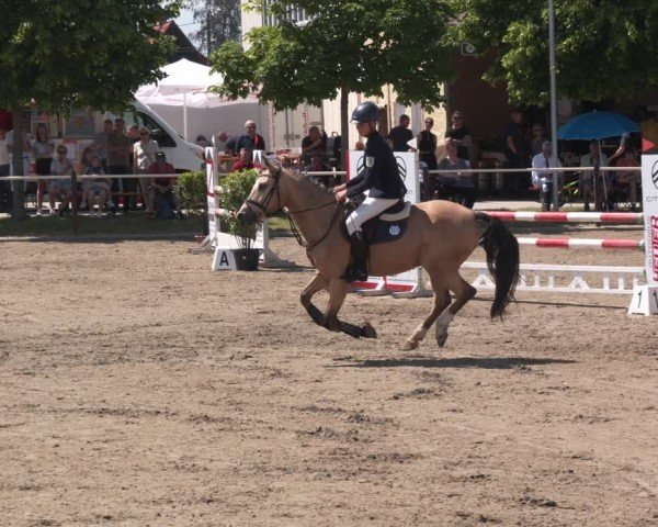 Reitturnier Kitzscher / Reitanlage Heuter 2025