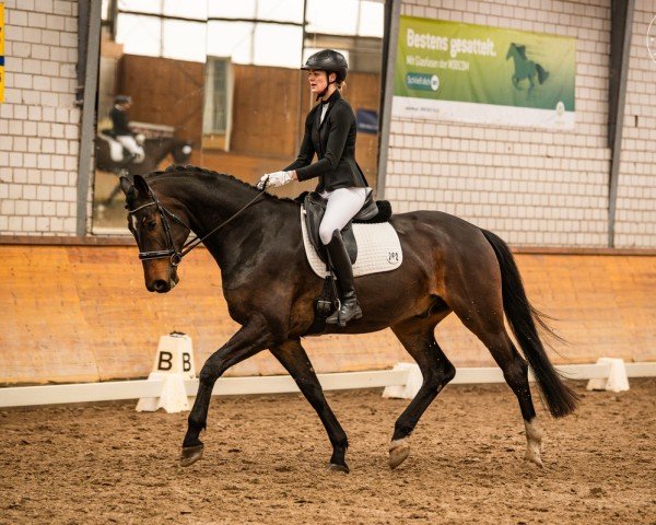 horse Spurzel (German Sport Horse, 2020, from Secret)
