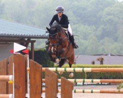jumper Charlemagne 15 (German Sport Horse, 2017, from Cullinan du Borget B)