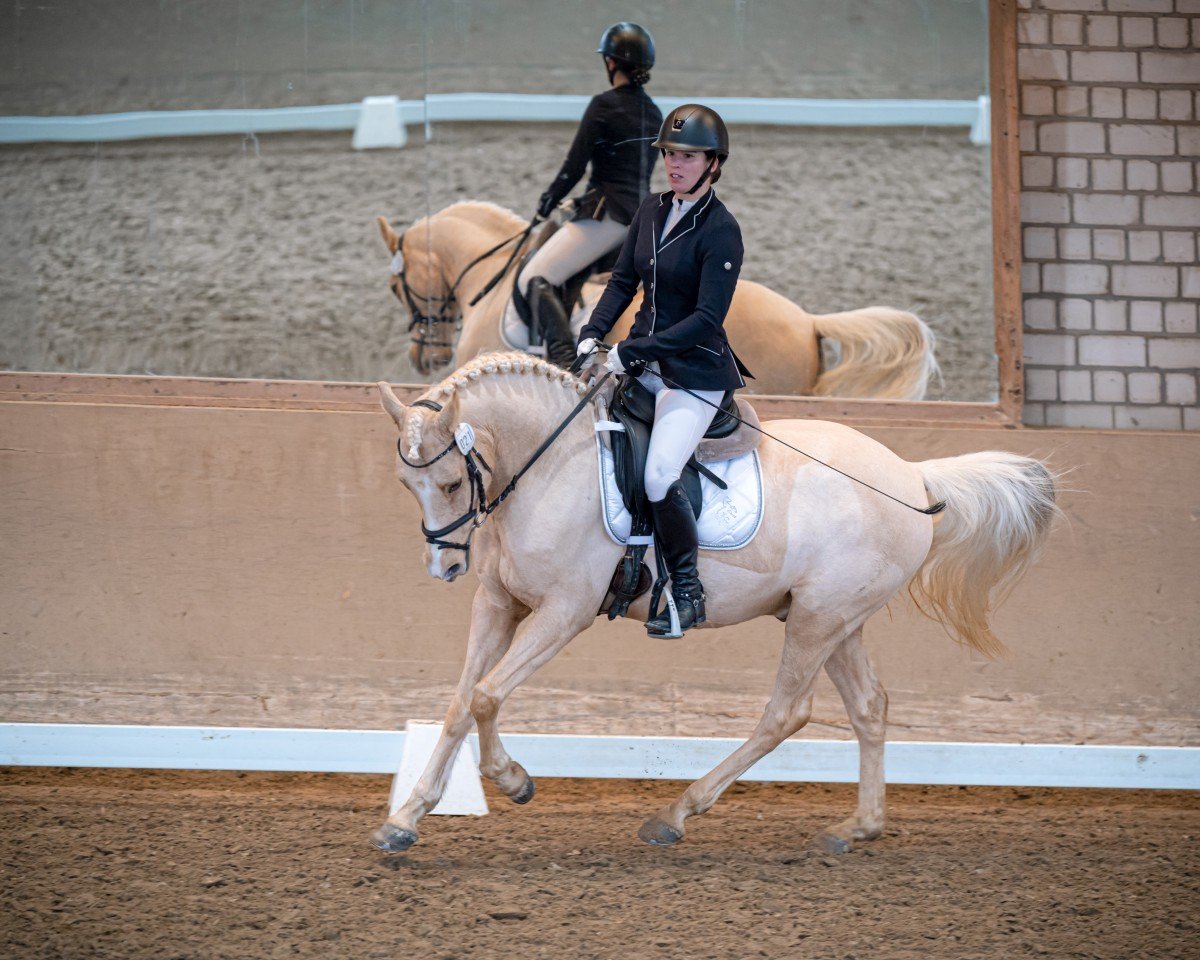 Dressurpferd Armani Gold (Westfale, 2016, von A new Star II)
