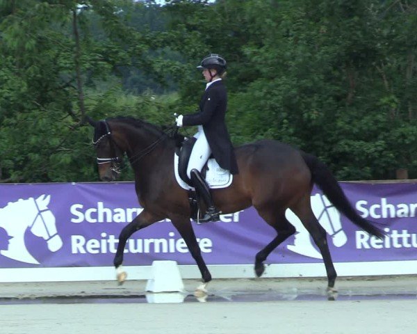 Reitturnier Scharnebeck 2025