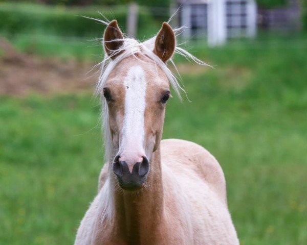horse Dornröschen LH (German Riding Pony, 2024, from Dating AT NRW)