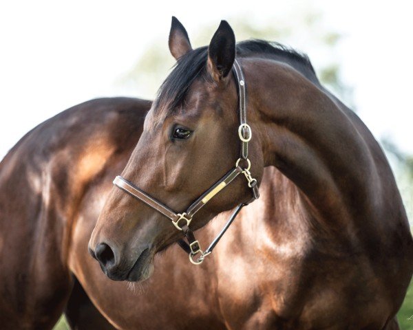 horse Palona CW (Westphalian, 2020, from Pablos As)