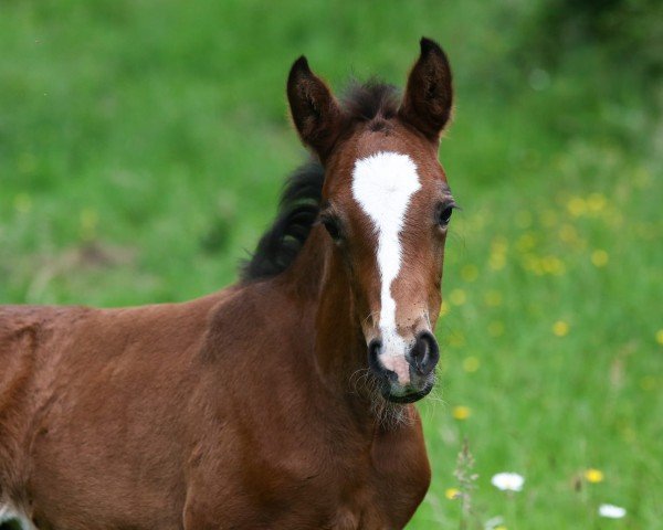 Fohlen von Nothing else LH (Deutsches Reitpony, 2025, von Fs Numero Uno)