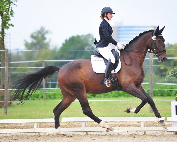Pferd Don Divine Fb (Oldenburger, 2017, von Dantano)
