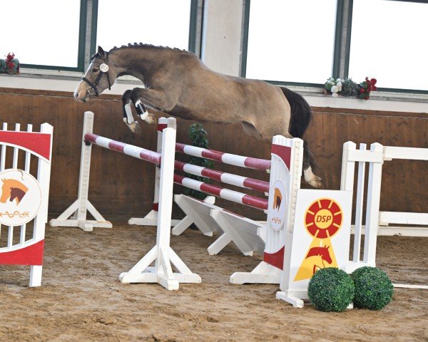 horse Cream Honey Moon (German Riding Pony, 2021, from Charmeur)