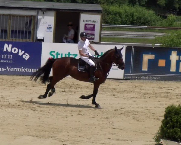 Reitturnier Wädenswil 2025