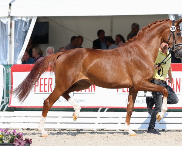 Fattrice Veluwe (Renano, 2018, di Vitalis)