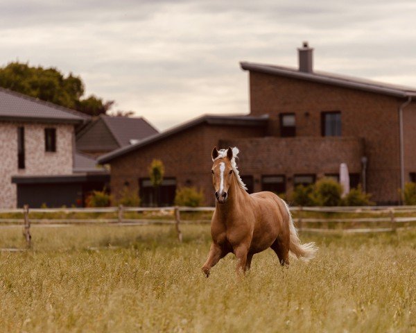 horse Nancho's Compliment (German Riding Pony, 2019, from Nancho's Golden Star)