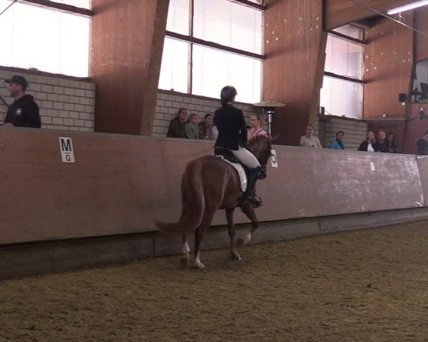 Reitturnier Hellefeld 2025