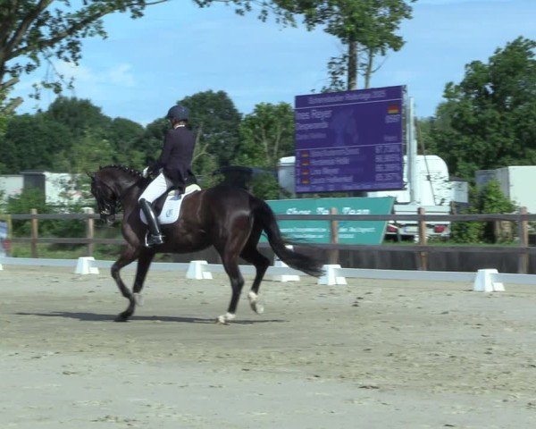 Reitturnier Scharnebeck 2025