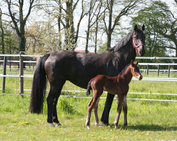 Pferd Ben Laddie Lox (Hannoveraner, 2021, von Bailador)