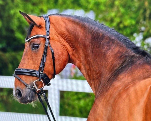 Dressurpferd Esprit V'T Klaphek (KWPN (Niederländisches Warmblut), 2009, von Spielberg)