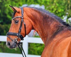 Dressurpferd Esprit V'T Klaphek (KWPN (Niederländisches Warmblut), 2009, von Spielberg)