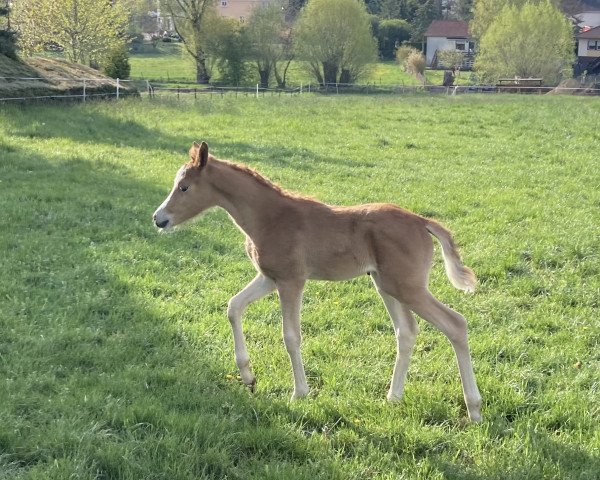horse Greenwood Ginette Gold (German Riding Pony, 2021, from Genesis BL)