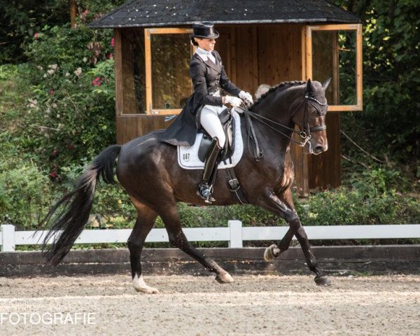 dressage horse Der kleine Don (Hanoverian, 2008, from Don Romantic)