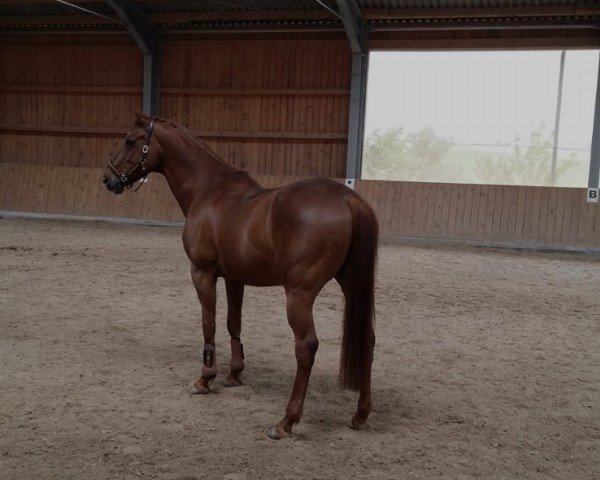 Pferd Fürst Orlowski xx (Englisches Vollblut, 1998, von Temporal xx)