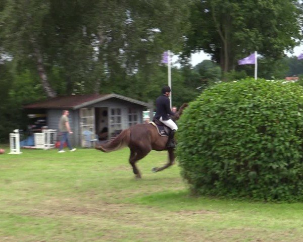 Reitturnier Scharnebeck 2025