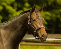 horse Abacio (Mecklenburg, 2017, from Ac-Dc 4)