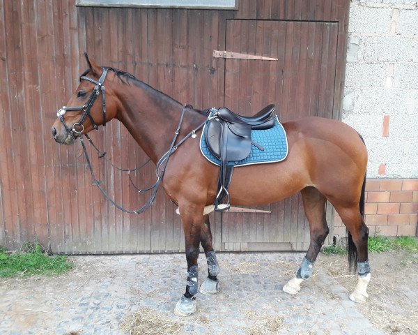 Dressurpferd Ondra Renate (Deutsches Reitpony, 2009, von Ombre)