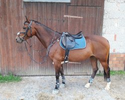 Dressurpferd Ondra Renate (Deutsches Reitpony, 2009, von Ombre)