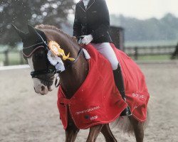 stallion Mad Max WE (German Riding Pony, 2006, from The Braes My Mobility)
