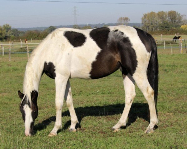 Pferd Jedi du Plantie (Selle Français, 2019, von Quel Homme de Hus)
