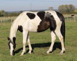 horse Jedi du Plantie (Selle Français, 2019, from Quel Homme de Hus)