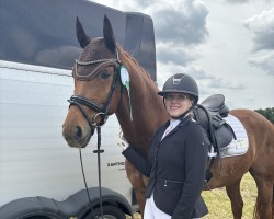 dressage horse Defoe 6 (Oldenburg, 2018, from Desperado)