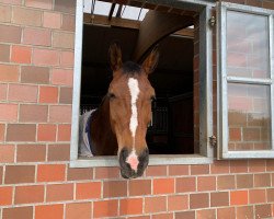 dressage horse Coniro K (Hanoverian, 2012, from Conen)