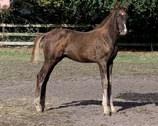 horse Salgado (Hanoverian, 2019, from Sezuan's Donnerhall)