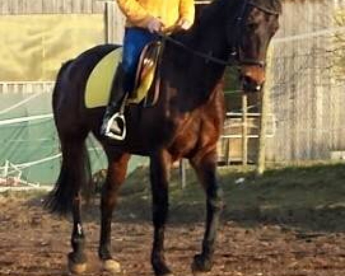 broodmare Silvana (Oldenburg, 1996, from Silvio I)