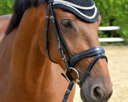 dressage horse Baila Conmigo 4 (Rhinelander, 2014, from Barroso)