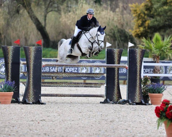 Springpferd Linda T (Deutsches Sportpferd, 2014, von Cadeau du Ciel 8)