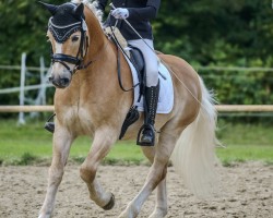 Dressurpferd Something Special aka. Sultan (Haflinger, 2009, von Stüwer)