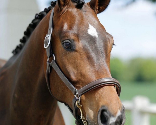 horse M des Pouplis (Belgian Warmblood, 2012, from Cancara)