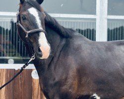 jumper Casalino 7 (German Sport Horse, 2018, from Casallato)