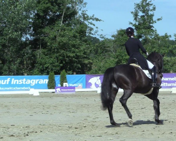 Reitturnier Scharnebeck 2025