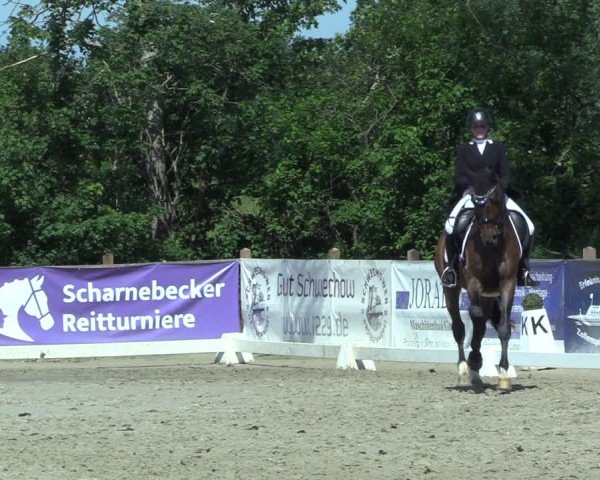 Reitturnier Scharnebeck 2025