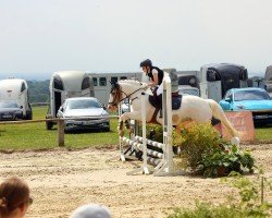 jumper Krisko (Bulgarian Warmblood, 2013, from Dorcho)