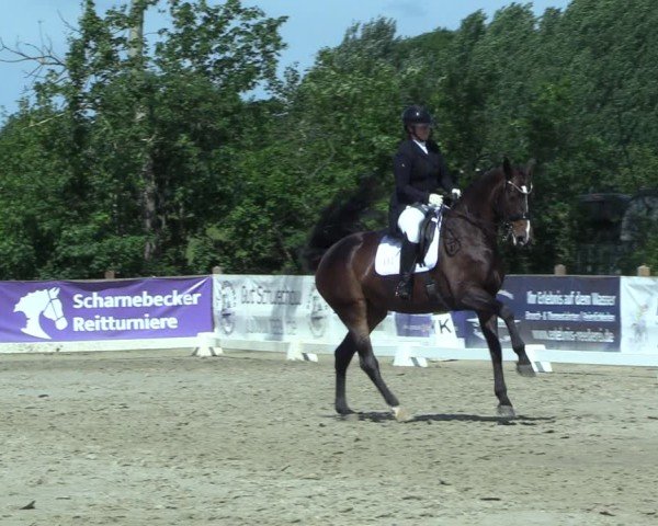 Reitturnier Scharnebeck 2025