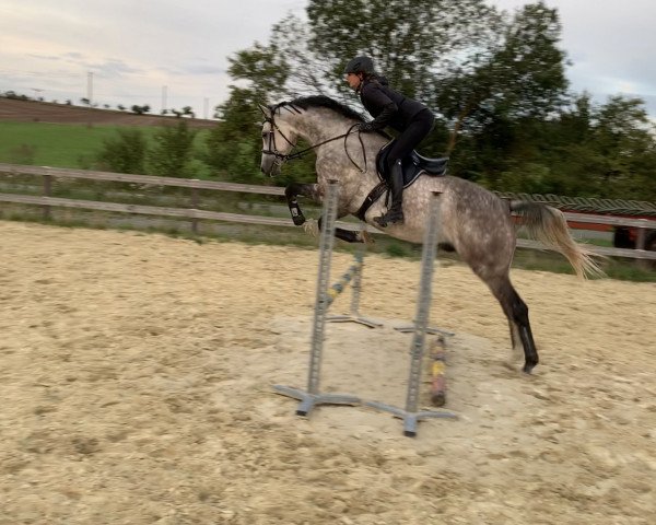 Pferd Captain Berlin (Deutsches Sportpferd, 2015, von Casino Berlin OLD)
