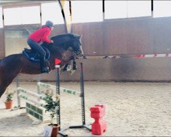 Springpferd Cadani (Deutsches Sportpferd, 2013, von Cador 5)
